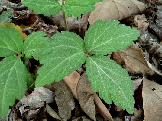 {Cardamine diphylla}